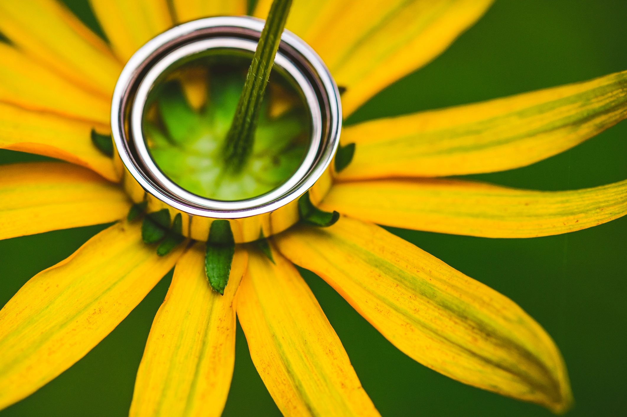 Close-up of rings with floral detail